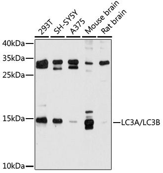 MAP1LC3A/MAP1LC3B Antibody