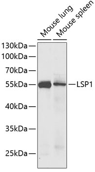 LSP1 Antibody