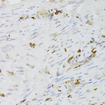 LSP1 Antibody