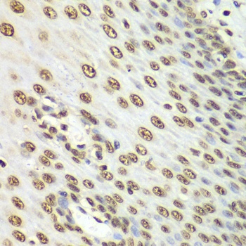NONO Antibody