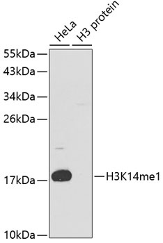 MonoMethyl-Histone H3-K14 pAb
