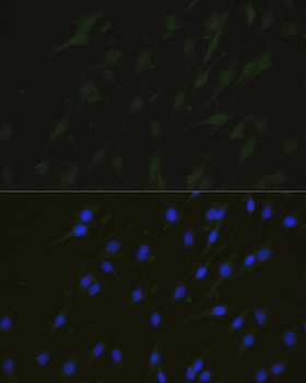 NHEJ1 Antibody