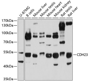 CDH23 Antibody