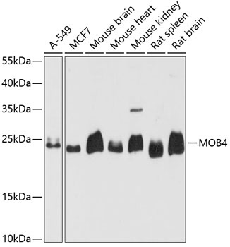 MOB4 Antibody