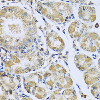 PMPCB Antibody