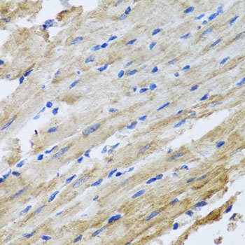 SNAP29 Antibody
