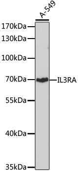 IL3RA Antibody