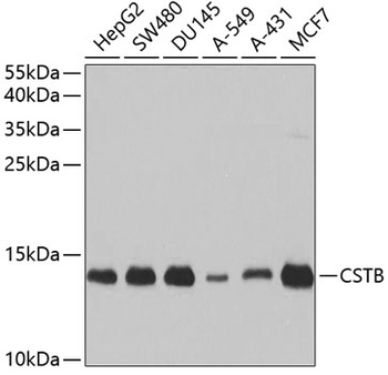CSTB Antibody