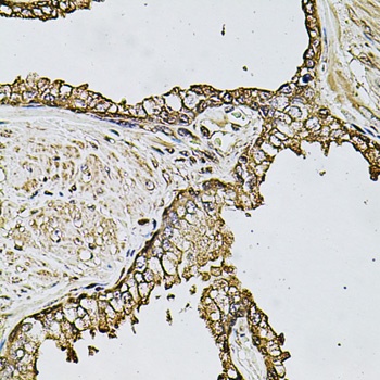 CSTB Antibody