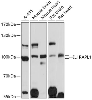 IL1RAPL1 Antibody