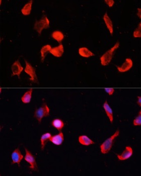 CAMK2G Antibody