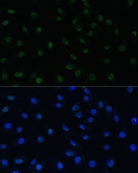 PELP1 Antibody