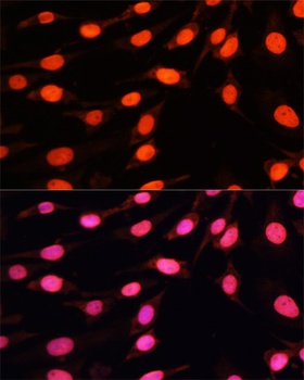 H3R2me2a Antibody