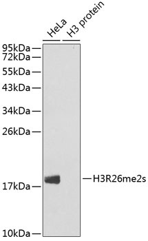 H3R26me2s Antibody