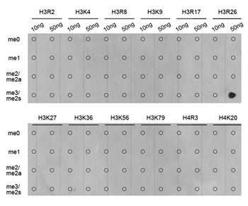 H3R26me2s Antibody