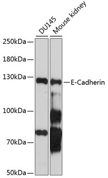 CDH1 Antibody