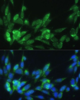 LRPAP1 Antibody