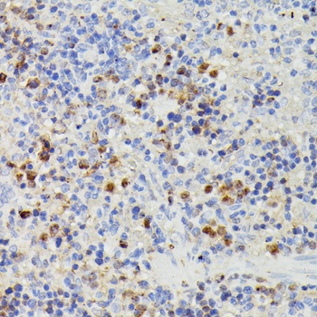 DUT Antibody
