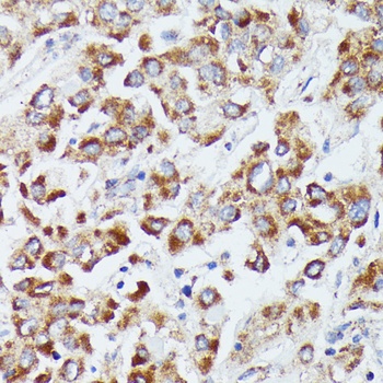 DUT Antibody