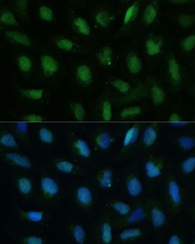 DUT Antibody