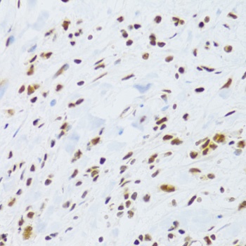 DDB1 Antibody