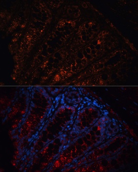 APC Antibody