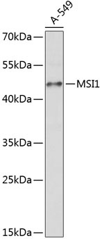 MSI1 Antibody