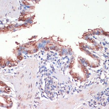 MSI1 Antibody