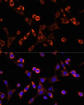OCLN Antibody