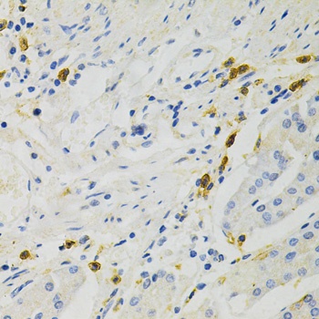 RELA Antibody
