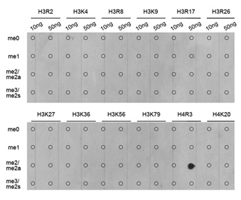 H4R3me2a Antibody