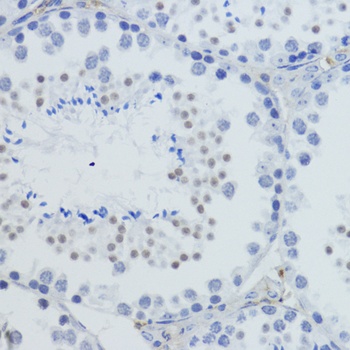 H4K20me3 Antibody