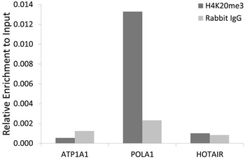 H4K20me3 Antibody