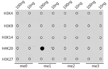 H4K20me1 Antibody