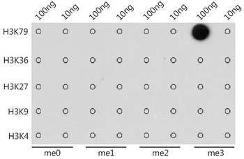 H3K79me3 Antibody