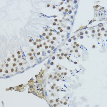 H3K79me3 Antibody
