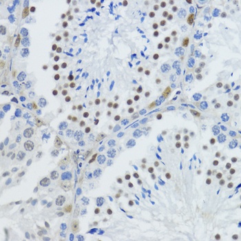 H3K79me3 Antibody