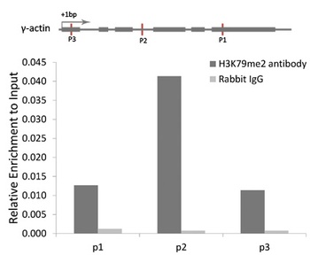 H3K79me3 Antibody