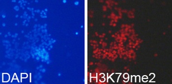 DiMethyl-Histone H3-K79 pAb