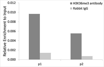 DiMethyl-Histone H3-K79 pAb