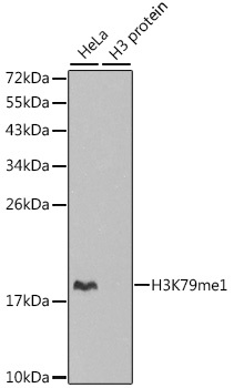 MonoMethyl-Histone H3-K79 pAb
