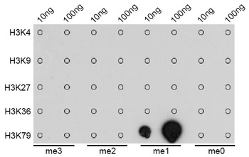 MonoMethyl-Histone H3-K79 pAb