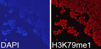 MonoMethyl-Histone H3-K79 pAb