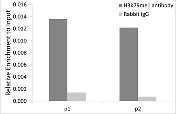 MonoMethyl-Histone H3-K79 pAb