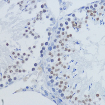 H3K36me3 Antibody