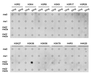 H3K36me2 Antibody