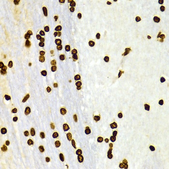 H3K27me2 Antibody