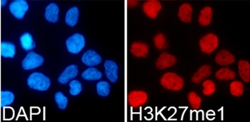 MonoMethyl-Histone H3-K27 pAb