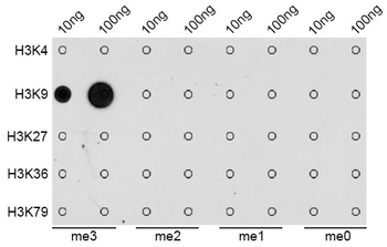 H3K9me3 Antibody