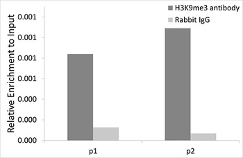 H3K9me3 Antibody